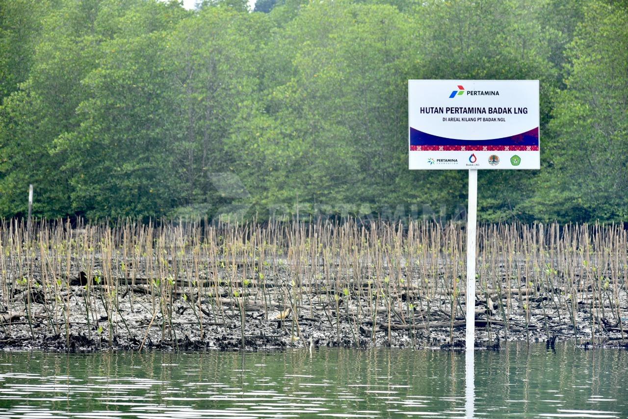 Pertamina Wujudkan Pengurangan Emisi Karbon Lewat Hutan Pertamina