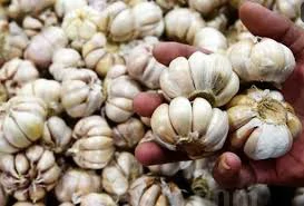 Harga bawang putih bonggol, perlahan tapi pasti menunjukkan indikasi terus menaik. Mengutip liputan6.com, berdasarkan data panel harga Badan Pangan