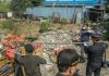 Bea Cukai Juanda Musnahkan Komoditas Hortikultura Ilegal demi Cegah Hama Karantina