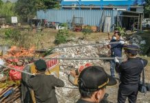 Bea Cukai Juanda Musnahkan Komoditas Hortikultura Ilegal demi Cegah Hama Karantina