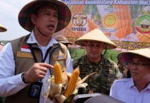 SPHP Jagung BULOG 2026 Tembus 66 Persen, Tambahan 150 Ribu Ton Disiapkan hingga Desember
