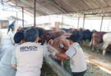Kementan Perkuat Kewaspadaan PMK SAT-1, 4 Juta Dosis Vaksin Disiapkan