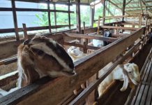 Kementan Siapkan Akses Ekspor Ternak ke Malaysia untuk Katrol Harga Kambing Lokal