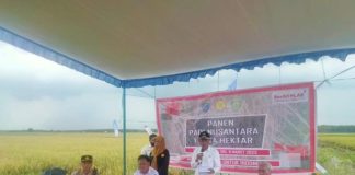 Mentan SYL Sukses Tingkatkan Produksi Padi Kabupaten Kebumen