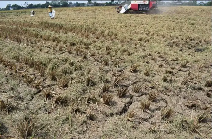 Siap-siap Hadapi El Nino, Kementan Gencarkan Sosialisasi AUTP