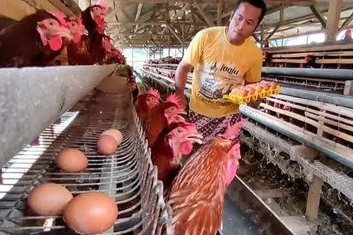 Terungkap, Ini Cara Sukses Beternak Ayam yang Menguntungkan
