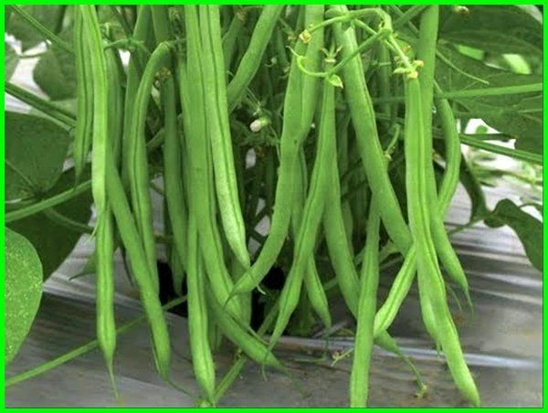 Tanaman yang Cepat Mendatangkan Uang Jutaan Seperti Apakah?