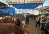 Kolaborasi Pelindo Petikemas dan Pemkot Surabaya Pastikan Hewan Kurban Aman untuk Masyarakat Jelang Iduladha 1447 H