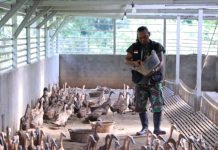 Bangun Ekonomi Lokal Berkelanjutan, PTBA Tingkatkan Kompetensi Kelompok Budidaya Itik Petelur