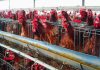 Harga Ayam Broiler Masih di Bawah HAP, Bapanas Cari Solusi Bersama Peternak