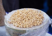 Harga Kedelai Harus Stabil, Pemerintah Peringatkan Importir Jangan Rugikan Perajin Tahu Tempe