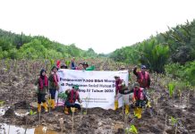Pertamina Patra Niaga Tanam 21.000 Mangrove di Banyuasin, Siapkan Ekowisata Konservasi 2026
