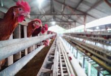 Harga Telur dan Ayam di Tingkat Peternak Mulai Naik, MBG Disebut Jadi Pendorong Utama