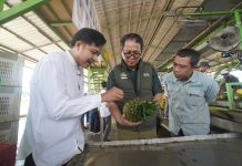 Keamanan Pangan Dimulai dari Kebun, Bapanas Apresiasi Penerapan GAP di PT Great Giant Pineapple
