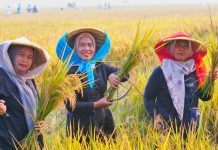 Harga Gabah Stabil di Atas HPP, Bapanas Optimistis Swasembada Pangan Berkelanjutan