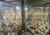 Kementan Percepat Stabilisasi Harga Ayam Hidup di Jawa Barat, Target Rp19.500 per Kg