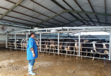 Digitalisasi dan Anti Gratifikasi Dongkrak Produksi Susu BBPTU-HPT Baturraden Hingga 2 Kali Lipat
