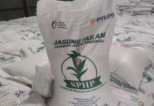 SPHP Jagung Tembus 127,43 Ribu Ton, Pemerintah Pastikan Peternak Tetap Dapat Pasokan Murah