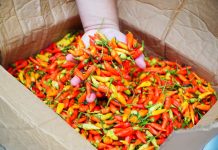 Harga Cabai Rawit Tinggi di Sejumlah Daerah, Bapanas Gandeng Kementan Salurkan Stok