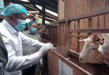 Resmikan Unit Pengolahan Susu Kambing di Magelang, Wamentan Saleh Minta Koperasi Perkuat Pemasaran