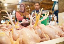 Harga Daging Ayam Ras Naik, Bapanas dan Bulog Intervensi Pasar Lewat Subsidi