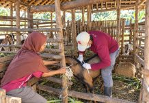 Kementan Pasok 1.000 Dosis Vaksin Antraks ke DIY, Imbau Peternak Tak Sembelih Ternak Sakit